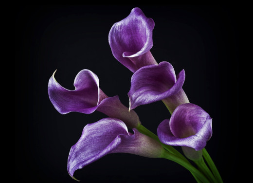 591909 (a): :2700x1950